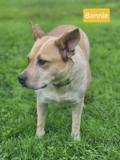 An adult large-sized female German Shepherd Dog dog named Bonnie for adoption in Clinton, MO