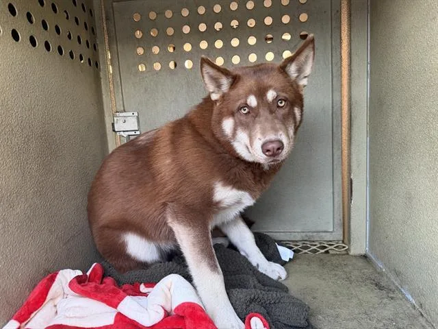 A young medium-sized female Siberian Husky dog named Brownie for adoption in Baldwin Park, CA