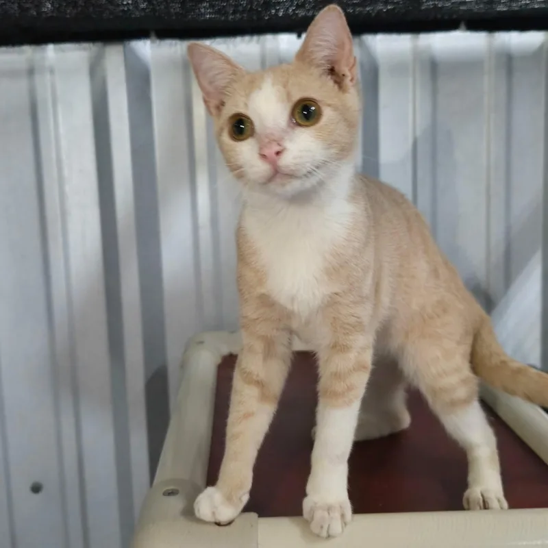 A young medium-sized female Buff & White Domestic Short Hair cat named Violet for adoption in SNOW HILL, NC