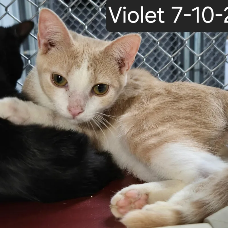 Violet thumbnail 2
