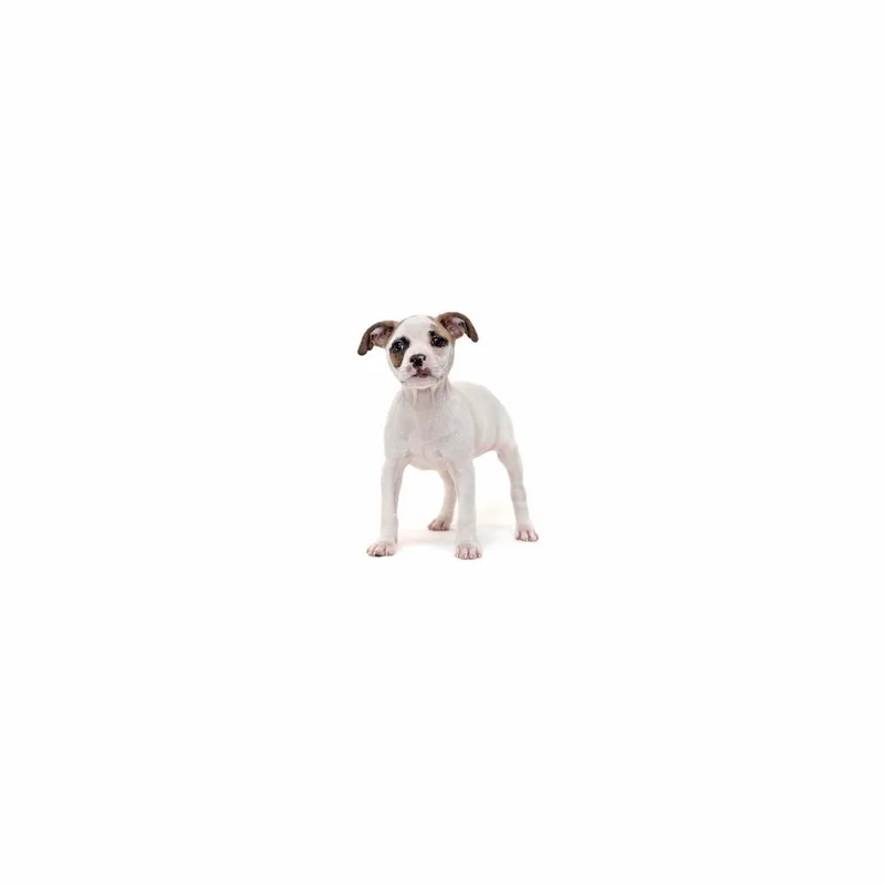 A baby large-sized female Yellow / Tan / Blond / Fawn Mixed Breed dog named Honda for adoption in Playa Vista, CA