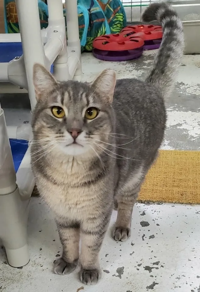 Pavarotti thumbnail 2