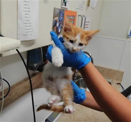A baby small-sized male Domestic Short Hair cat named Moonshine for adoption in Albuquerque, NM