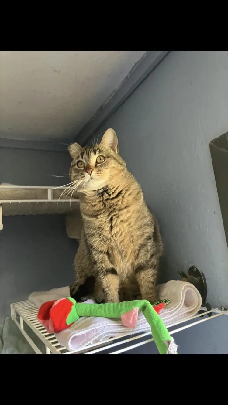 Tabby Girl thumbnail 2