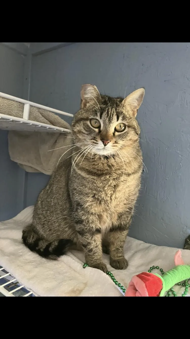 Tabby Girl thumbnail 3