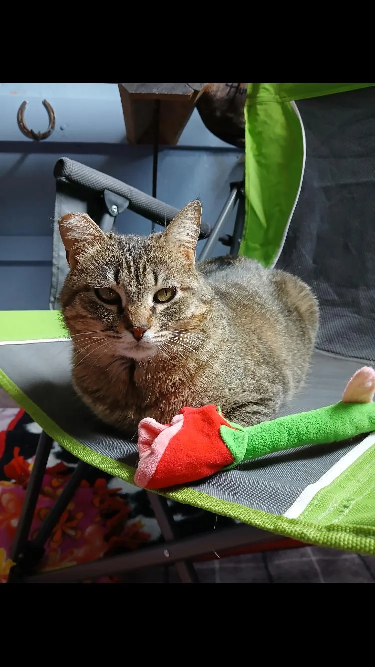 Tabby Girl thumbnail 4