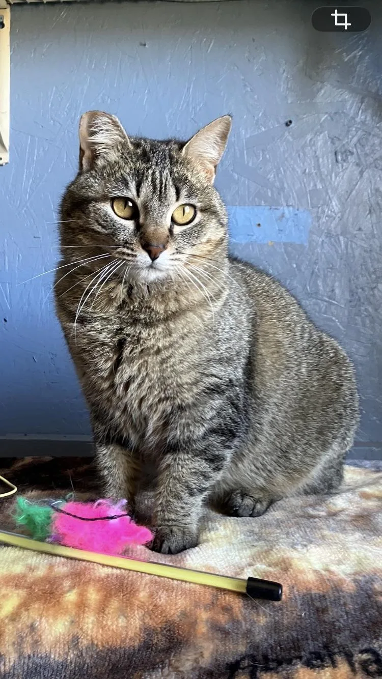 An adult medium-sized female Tabby (Brown / Chocolate) Domestic Short Hair cat named Tabby Girl for adoption in Omaha, NE