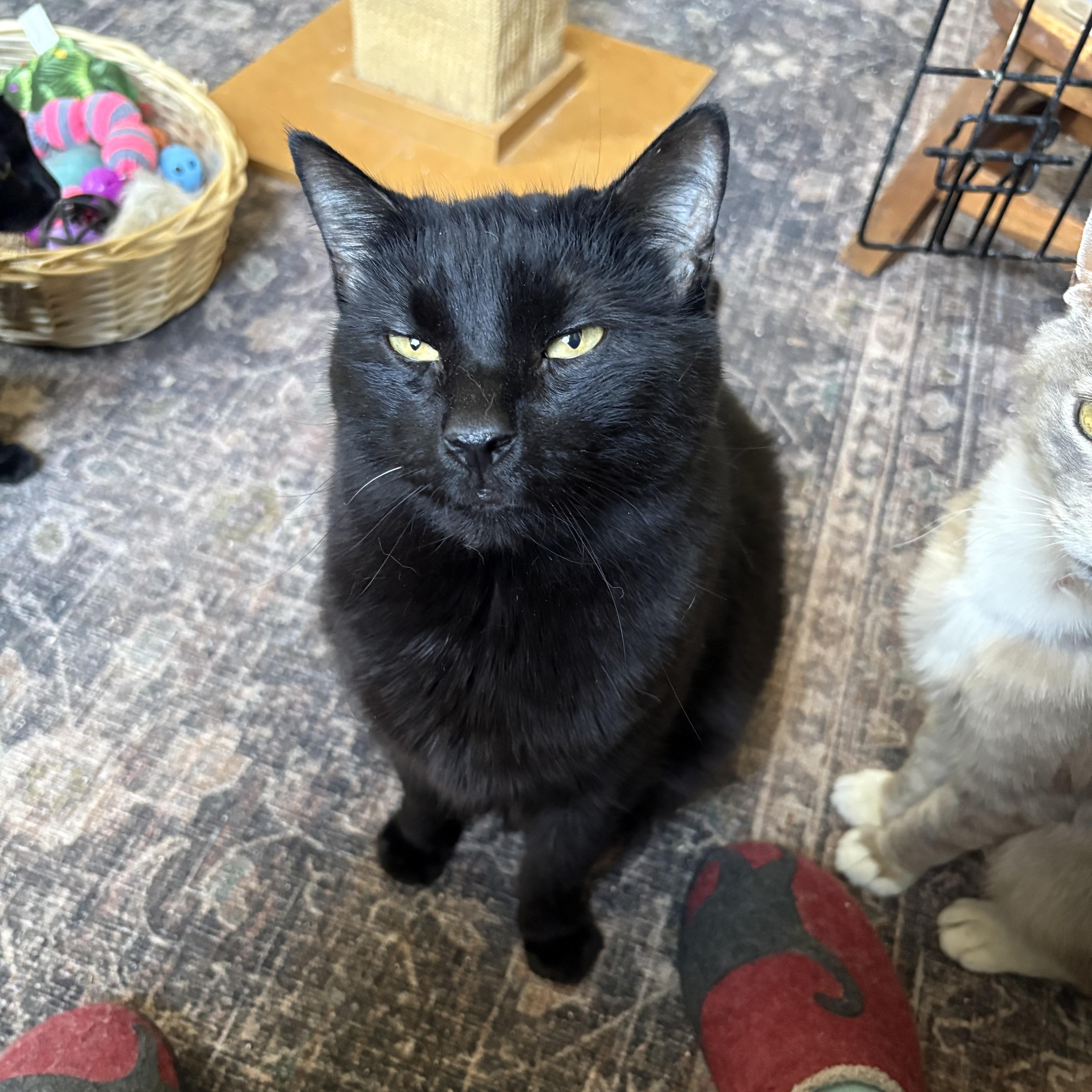 A senior extra large-sized female Black Domestic Short Hair cat named Vader& Leia for adoption in Warminster, PA