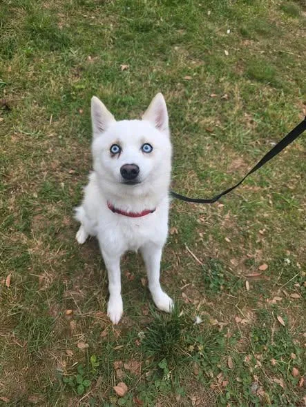 A young small-sized male Klee Kai dog named Maximus for adoption in Matthews, NC