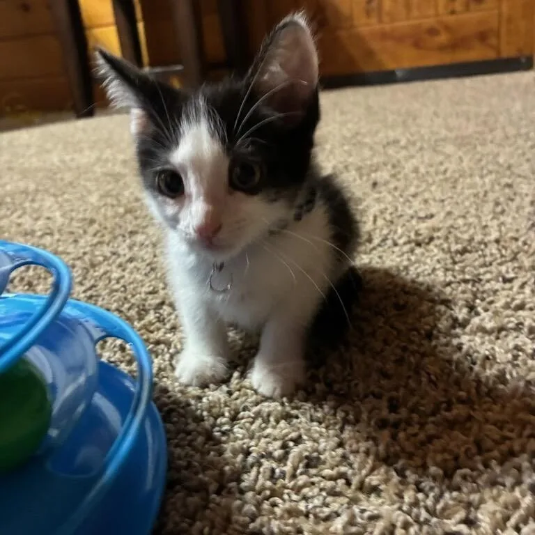 A baby small-sized female Black Domestic Short Hair cat named Grace for adoption in Calimesa, CA