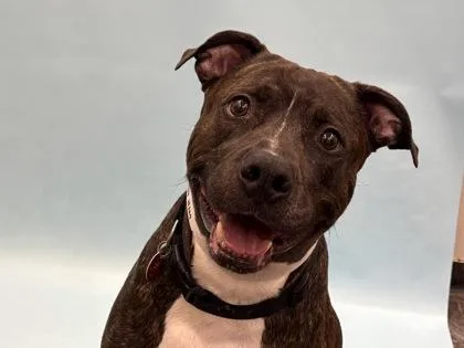 A senior large-sized male Pit Bull Terrier dog named Sir Rock for adoption in Golden Valley, MN