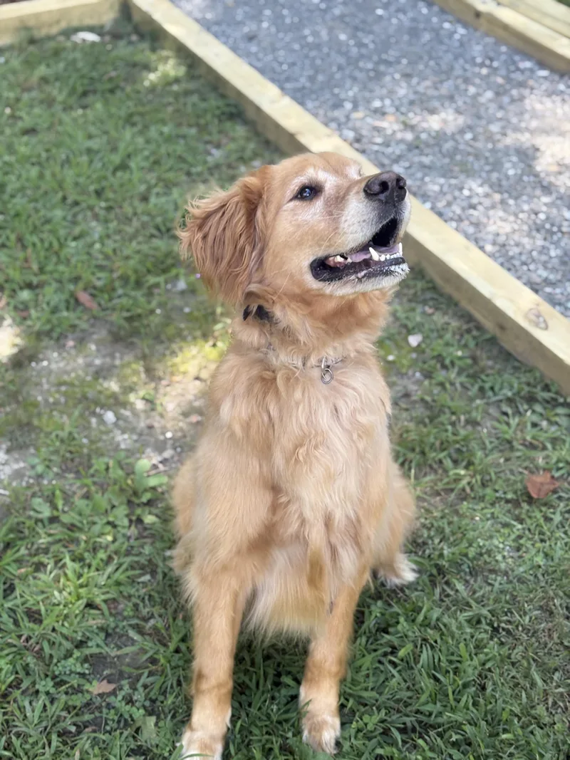 Taz