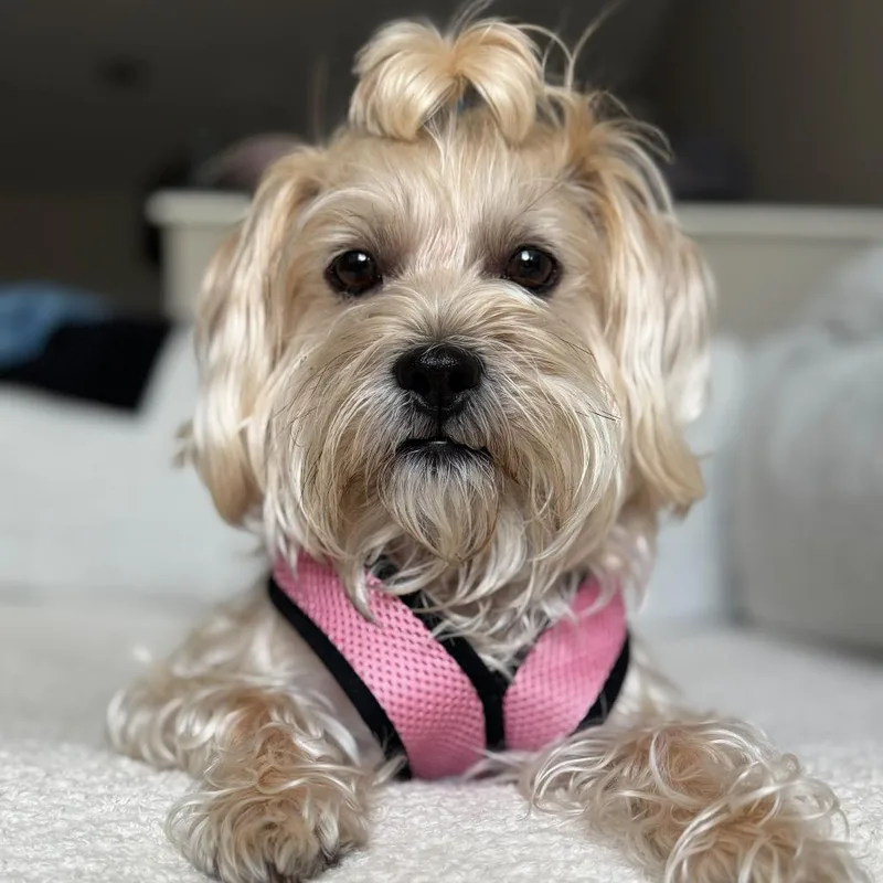 Lily