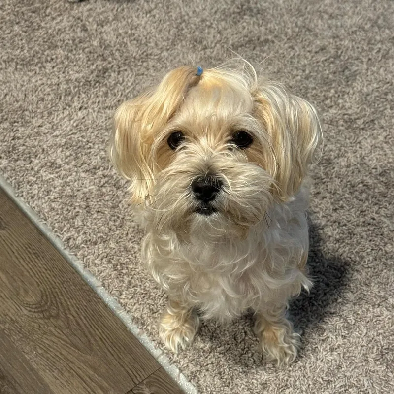 Lily thumbnail 3