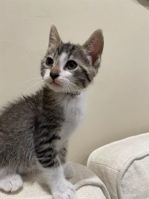 A baby small-sized male Domestic Short Hair cat named Scout for adoption in Tustin, CA