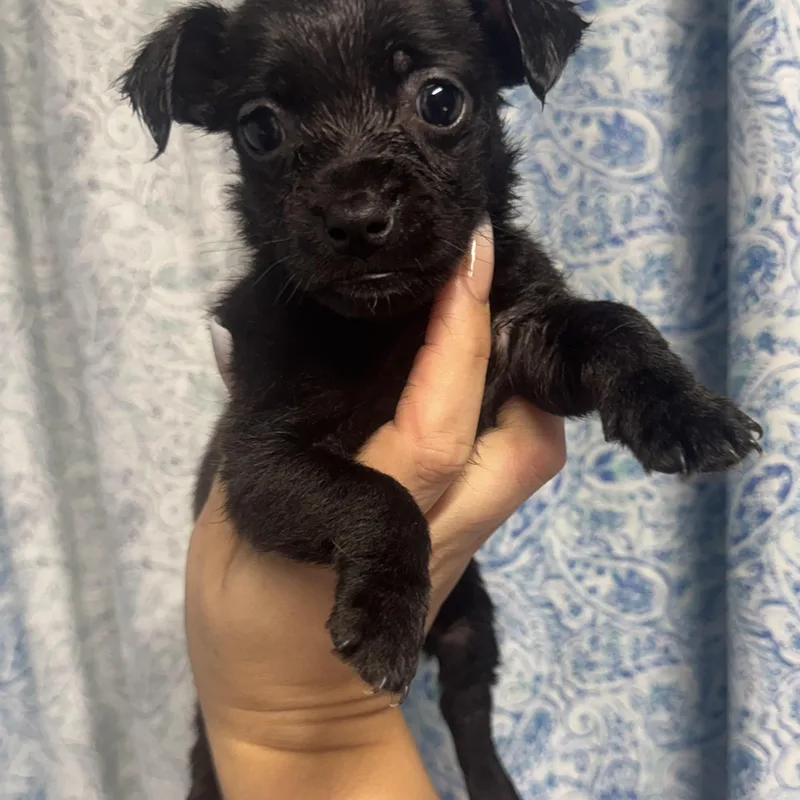 A baby small-sized male Black Shih Tzu dog named Clover for adoption in Crosby, TX