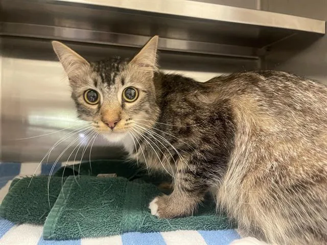 A young medium-sized male Domestic Medium Hair cat named Eugene Levy for adoption in Auburn, CA