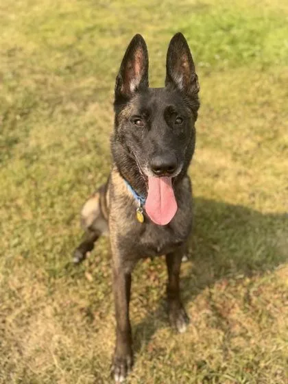 A senior large-sized male Belgian Shepherd / Malinois dog named Diesel for adoption in Missoula, MT
