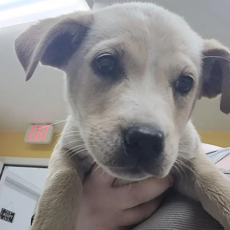 A baby small-sized female White / Cream Labrador Retriever dog named Eva for adoption in Clarksdale, MS