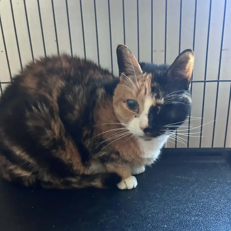An adult small-sized female Calico cat named Gwen for adoption in Huntington, NY