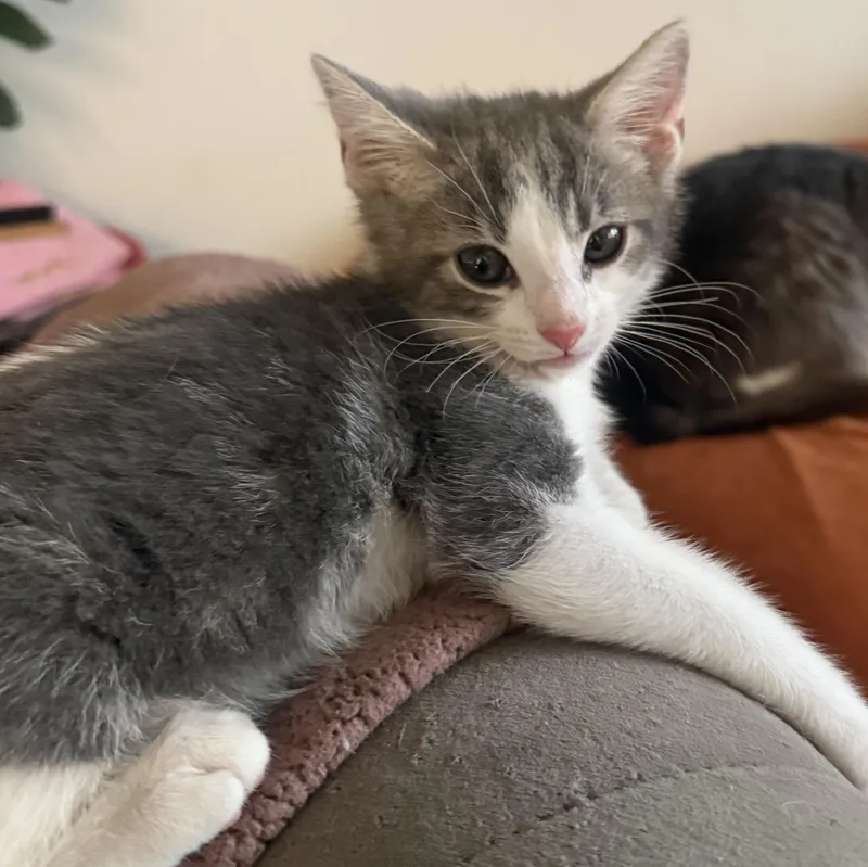 A young medium-sized male Gray & White Domestic Short Hair cat named Waylon for adoption in Mount Rainier, MD