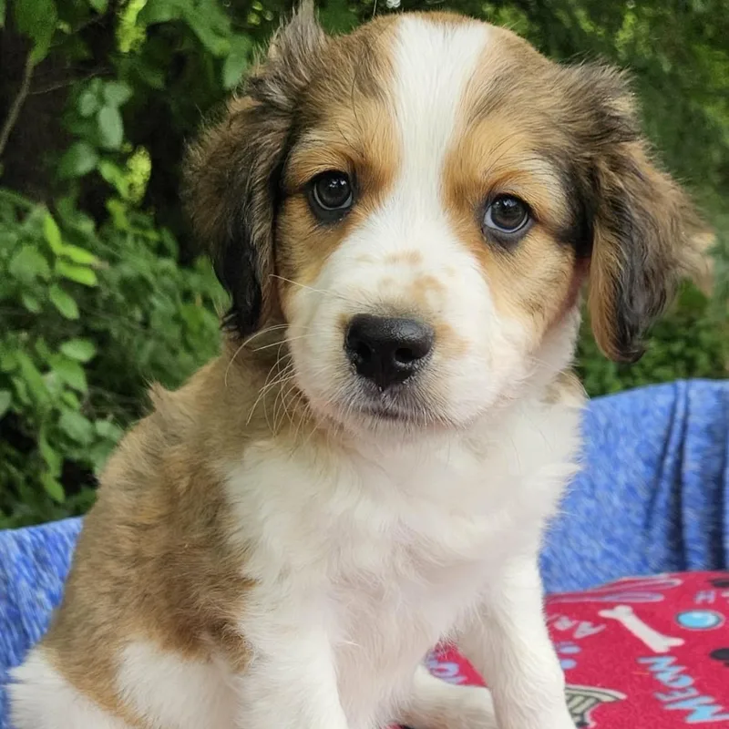 A baby medium-sized male Yellow / Tan / Blond / Fawn Australian Shepherd dog named Penne for adoption in Pelham, NH