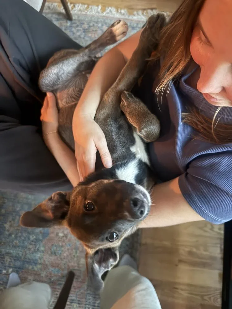 A baby medium-sized female Shepherd dog named Tooka for adoption in Thornton, CO
