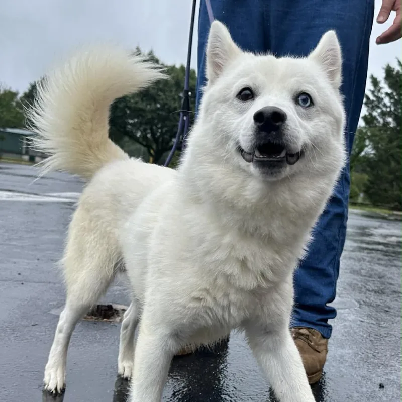 A young medium-sized male White / Cream Spitz dog named Possum Pete for adoption in Charlottesville, VA