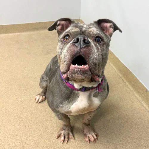 An adult large-sized female English Bulldog dog named Little Miss Sunshine for adoption in Aurora, CO