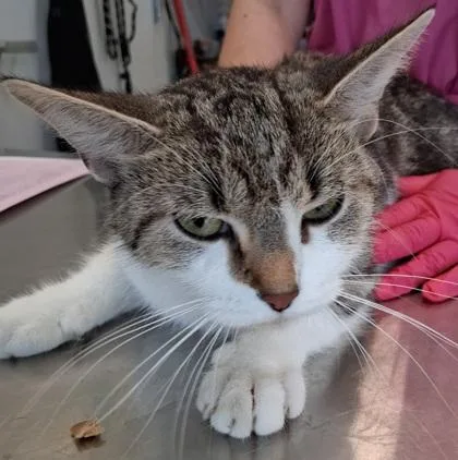 An adult medium-sized female Domestic Short Hair cat named Luci for adoption in Lafayette, IN