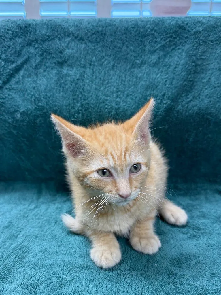 A baby medium-sized male Domestic Short Hair cat named Grizzly for adoption in Vacaville, CA