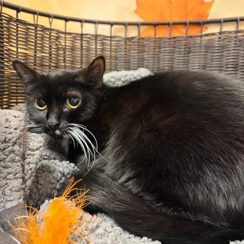 An adult medium-sized female Domestic Short Hair cat named Sugar for adoption in Henderson, NV
