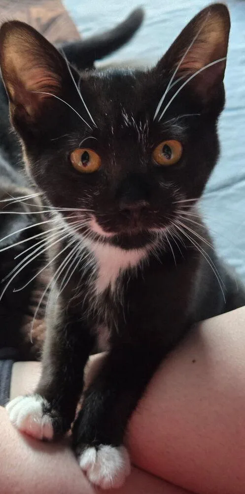 A baby small-sized male Black & White / Tuxedo Domestic Short Hair cat named Eli for adoption in Vancouver, WA