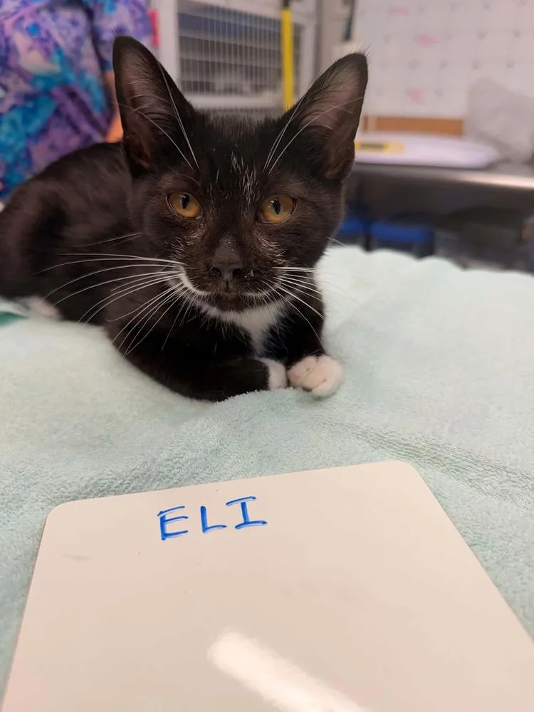 Eli thumbnail 2