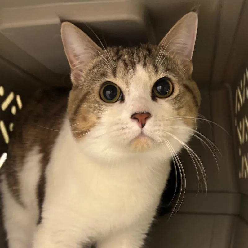 A young medium-sized male Brown / Chocolate Domestic Short Hair cat named Echo for adoption in Springfield, MA
