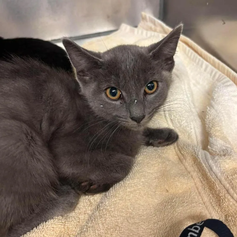 A baby medium-sized male Domestic Short Hair cat named Shenanigans for adoption in Martinsville, VA