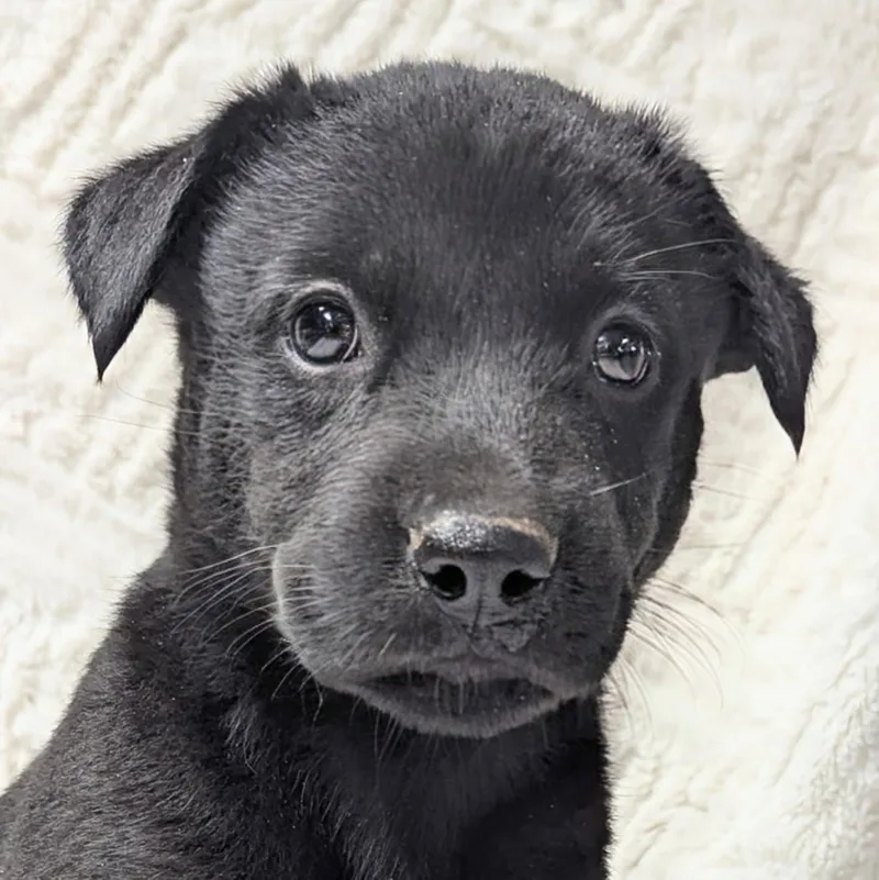 A young medium-sized female Mixed Breed dog named Uga for adoption in Yankton, SD