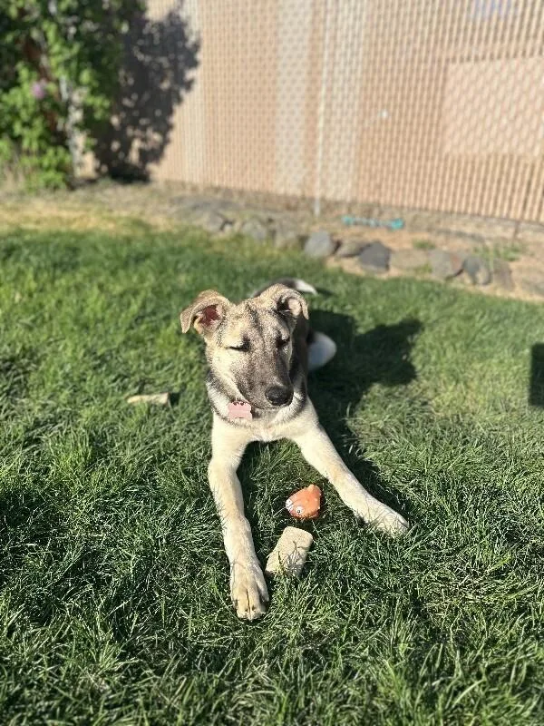 Daisy