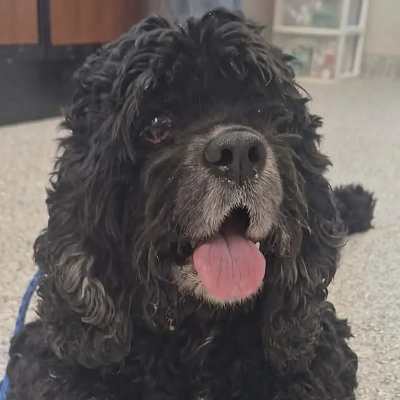 An adult medium-sized female Black Cocker Spaniel dog named Simone for adoption in Normal, IL