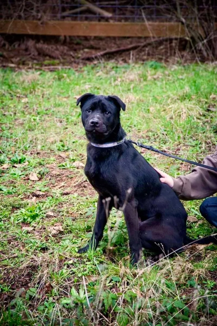 An adult large-sized male Black American Staffordshire Terrier dog named Ronin for adoption in Tomball, TX
