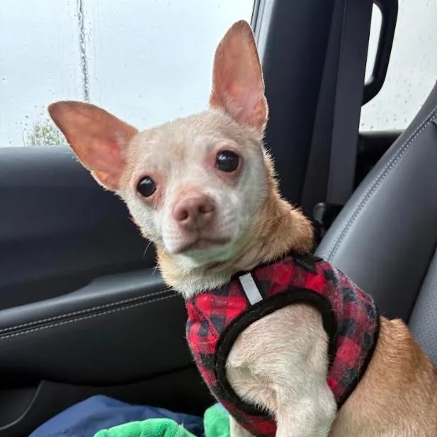 An adult small-sized male White / Cream Chihuahua dog named Howie for adoption in Barrington Hills, IL