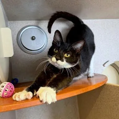 An adult medium-sized female Domestic Short Hair cat named Yaya for adoption in Washington, DC