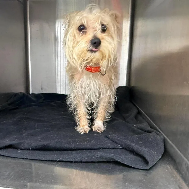 An adult small-sized female Yellow / Tan / Blond / Fawn Mixed Breed dog named Ophelia for adoption in Fredericksburg, VA