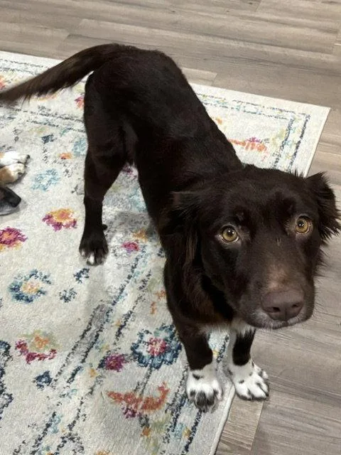 A young medium-sized female Australian Shepherd dog named Brownie for adoption in Aurora, CO