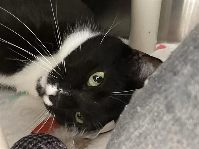 An adult small-sized male Domestic Short Hair cat named Dino for adoption in Tustin, CA