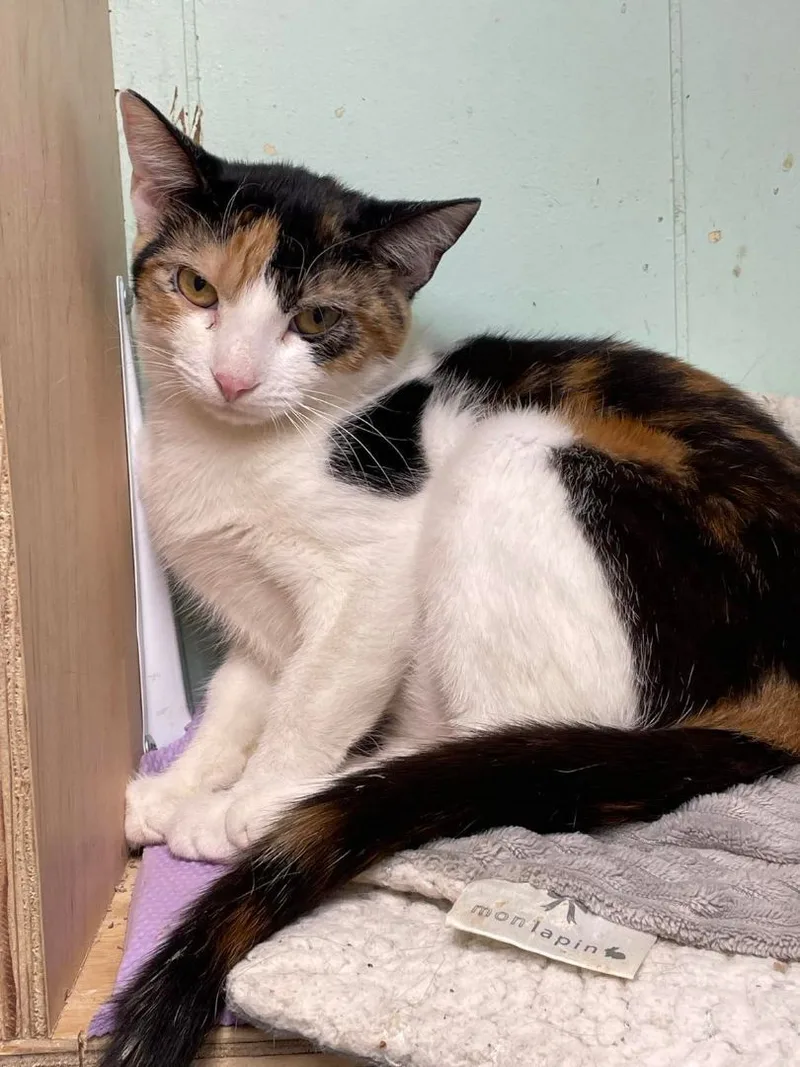 Mulberry Paws Jones thumbnail 4