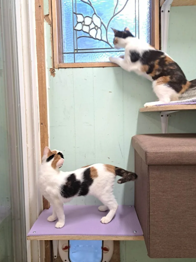 Mulberry Paws Jones thumbnail 5