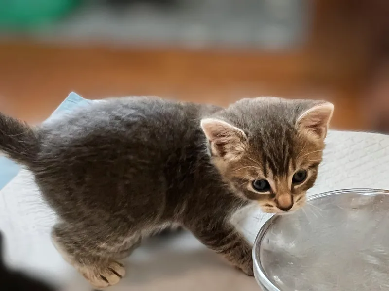 Luka Modrić thumbnail 2