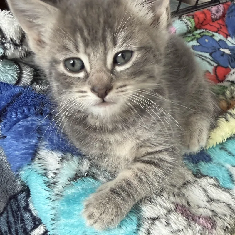 Luka Modrić thumbnail 3