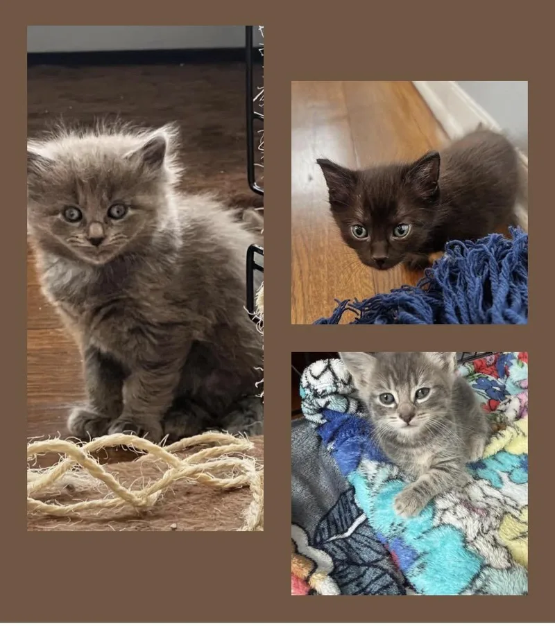 Luka Modrić thumbnail 4